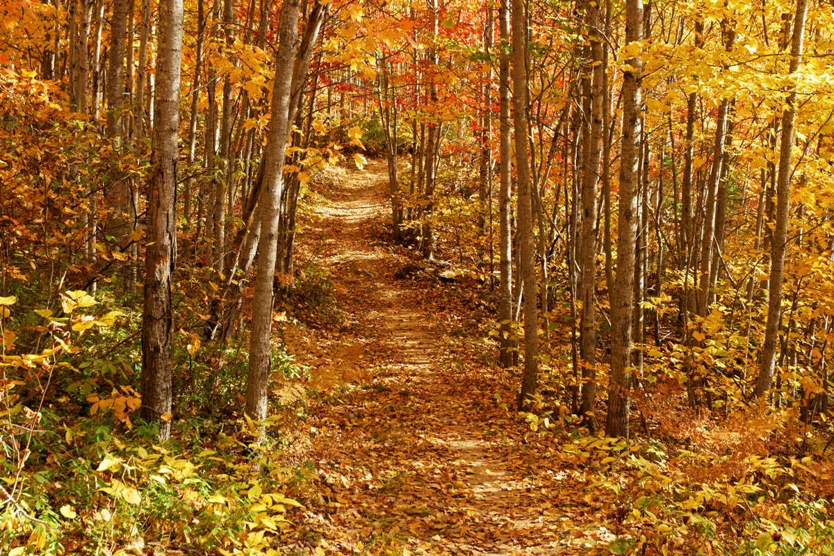 Autumn trail at French Fort Cove